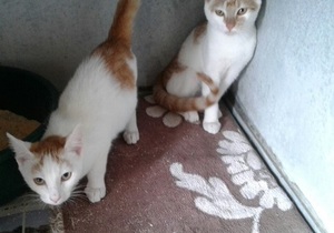 House needed for Tiff & Griff 