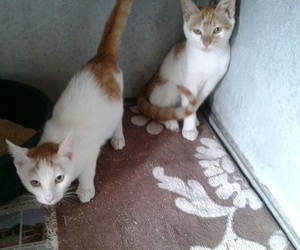 House needed for Tiff & Griff 