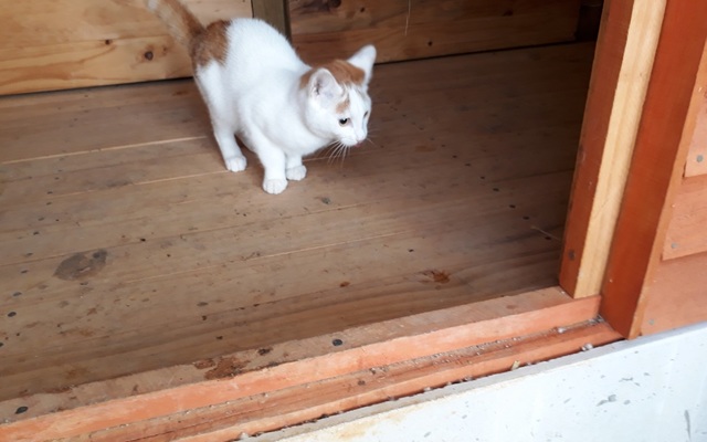 Tiff_Griff_new__1508483687