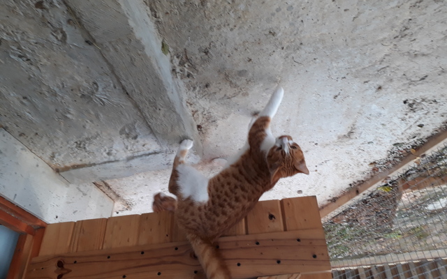 Elvis_Johnny_4__1508484614