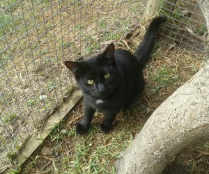Zorro looking for a home