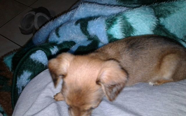 Piglet_2__1508485455