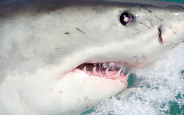 Untitled_design_9__1508769224