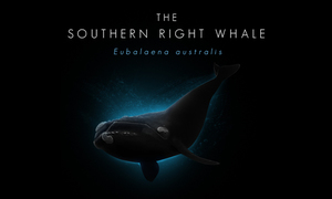 The Southern Right Whale [infographic]