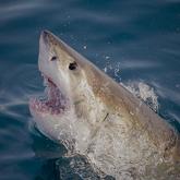 White Shark Half Breach