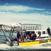 Shark Team - White Shark Projects