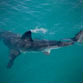 Great White Shark from the top