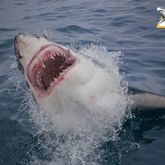 Shark Cage Diving South Africa