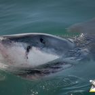 White Shark Projects