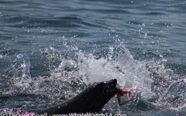 IMG_1154_580x383_1509634003 IMG_1154_580x383_1509634003