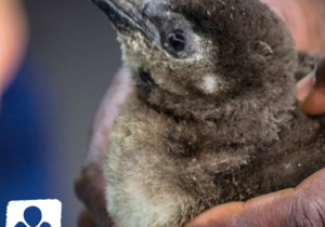 Earning our colours, a quick guide to our age