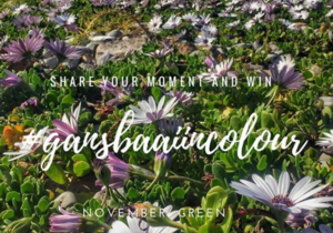 November colour is green - #GansbaaiInColour