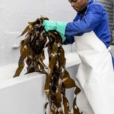 Gansbaai - Taurus Cape Kelp - Cleaning Kelp