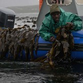 Harvesting kelp