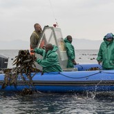 Busy harvesting fronds