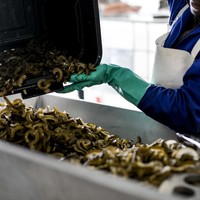 Liquikelp processing factory