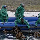 The team harvesting kelp