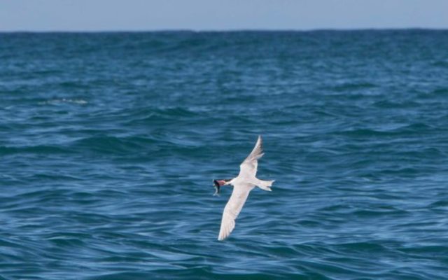 115A1149_580x410_1511593412 115A1149_580x410_1511593412