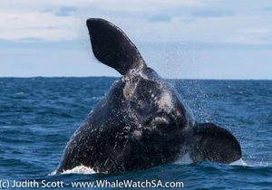 Whale Watching Blog 24 November 2017