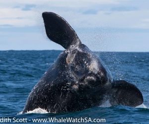 Whale Watching Blog 24 November 2017