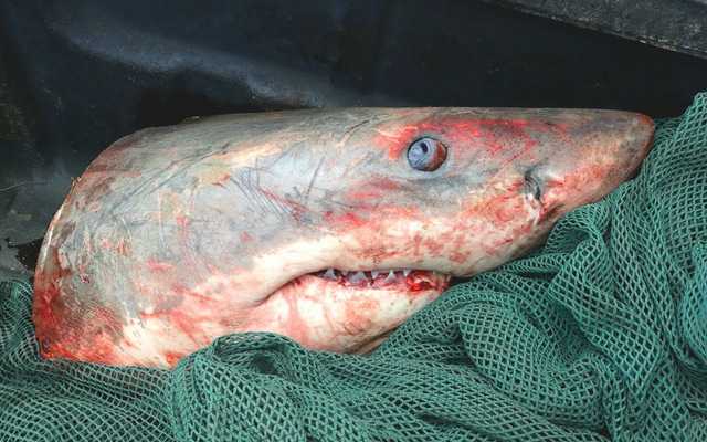 IMG_20171127_WA0004_1511944475