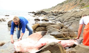Deceased White Shark, Gansbaai - Cape Infanta
