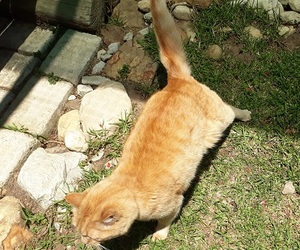 Jinaja looking for a home