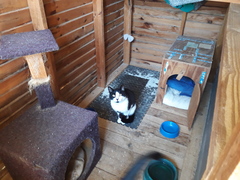 Lancelot looking for a home