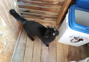 Arthur looking for a home