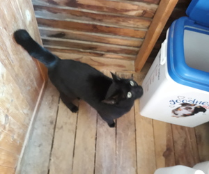 Arthur looking for a home