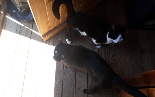 Arthur_5__1512038513