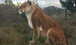 International rescue of Baguira - a caged circus lioness