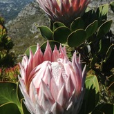 Proteas