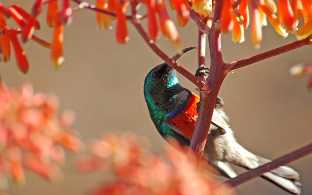Amazing_bird_watching_in_Gansbaai_1513672921
