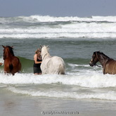 #gansbaaipearlybeachhorsetrails