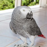 Jack the friendly parrot