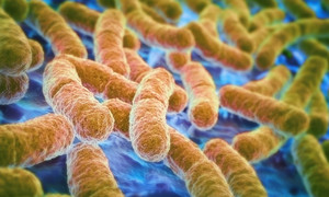How healthy is your gut bacteria?