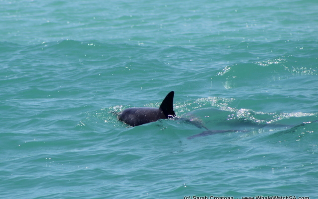 1_IMG_0414_1515745339 1_IMG_0414_1515745339