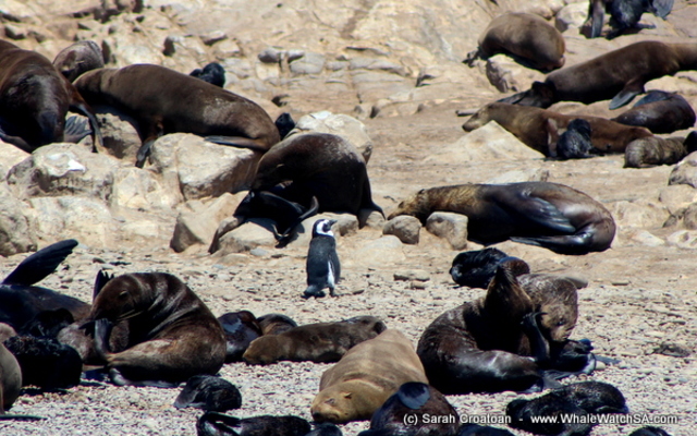 1_IMG_0491_1515745340 1_IMG_0491_1515745340