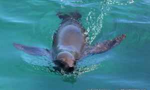 Marine Big 5 Tours - 11 January 2018