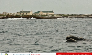 The Houses of Dyer Island