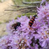 Our guide, Mike, spotted this Red Banded Blister Beetle (Actenodia curtula).