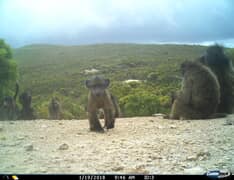 Baboons on camera