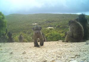 Baboons on camera