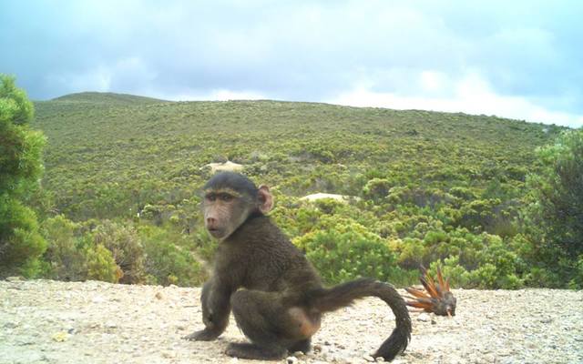 26992180_1900677846618806_6133448236797051310_n_1516796143