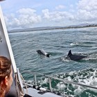 Wishing you all a fantastic weekend from your team here at Dyer Island Cruises!  #MarineBig5