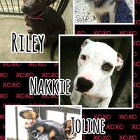 Up for adoption at BARC