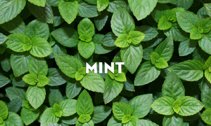Why is mint so healthy?