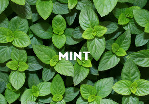 Why is mint so healthy?