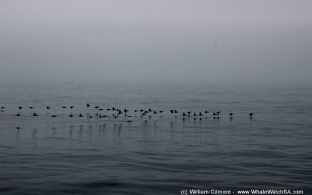 bird_watching_7_580x387_1518700177 bird_watching_7_580x387_1518700177